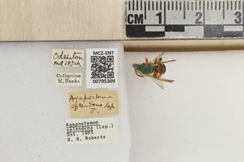 Media type: image;   Entomology 795309 Aspect: Labels